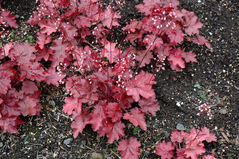 Heuchera (Coral Bells), Fire Chief