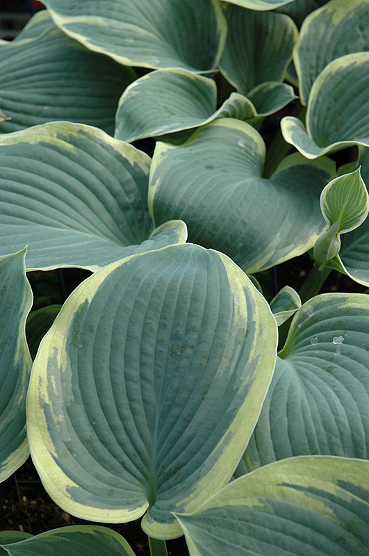 Hosta, American Halo