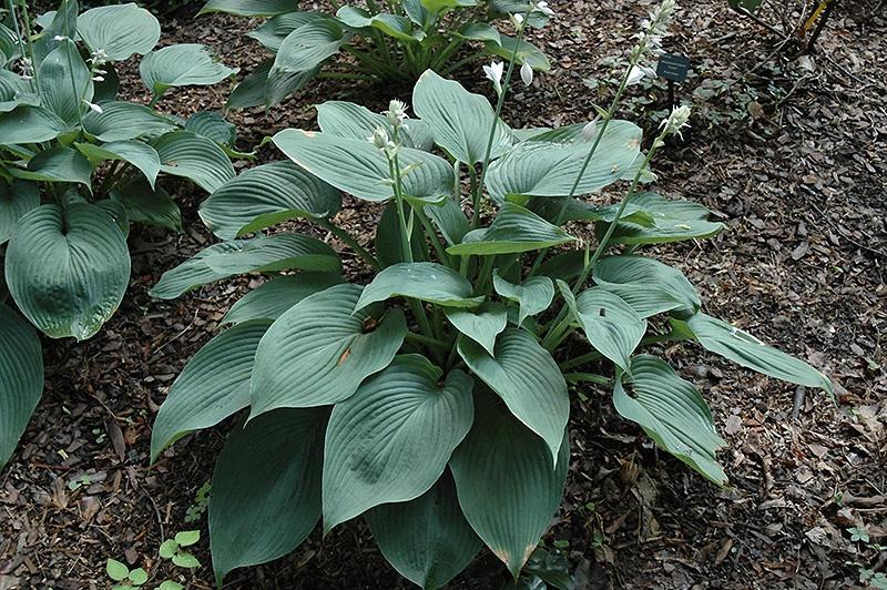 Hosta, Blue Angel