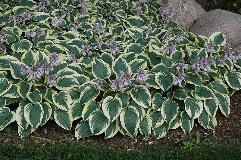 Hosta, First Frost