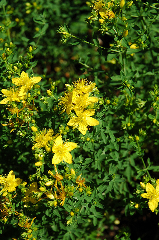 Hypericum, St. John's Wort