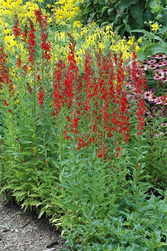 Lobelia (Cardinal Flower), Cardinalis