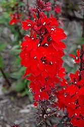 Lobelia (Cardinal Flower), Vulcan Red