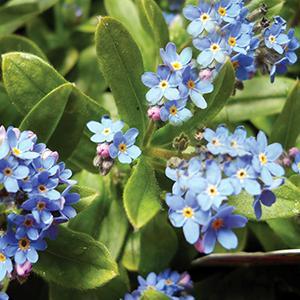 Myosotis (Forget Me Nots), Ultramarine