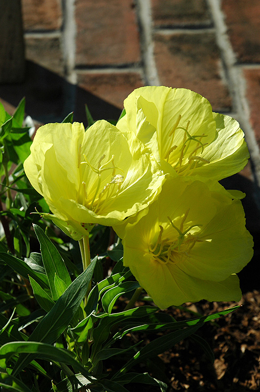 Oenothera, Macrocarpa