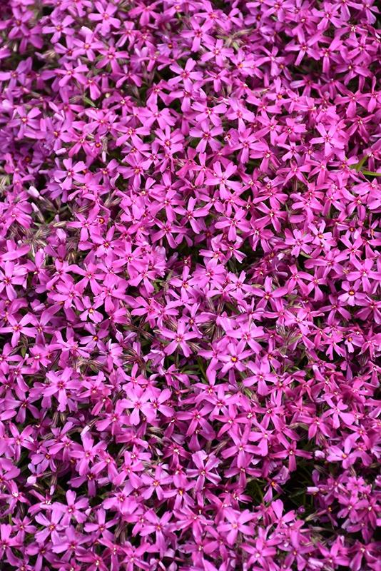 Phlox (Creeping), Red Wings