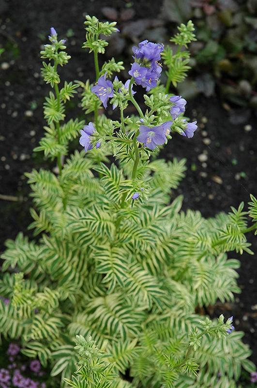 Polemonium (Jacobs Ladder), Brise D'Anjou