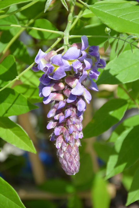 Wisteria, Amethyst Falls