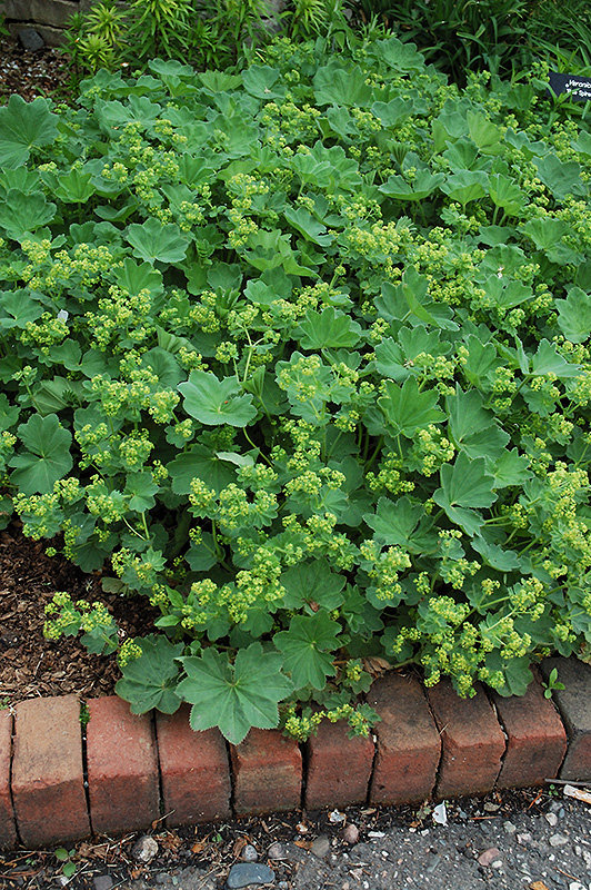 Alchemilla (Lady's Mantle), Thriller