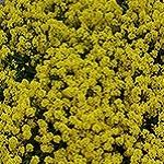 Alyssum, Gold Dust