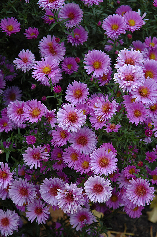 Aster, Purple Dome