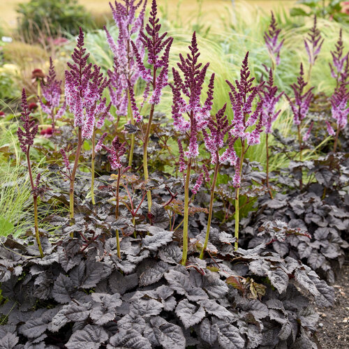 Astilbe, Dark Side of the Moon