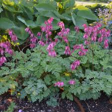 Dicentra (Bleeding Heart), Luxuriant