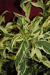 Eupatorium (Joe Pye Weed), Pink Frost