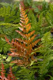 Ferns, Brillance Autumn