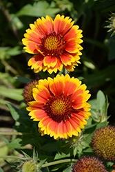 Gaillardia, Arizona Sun