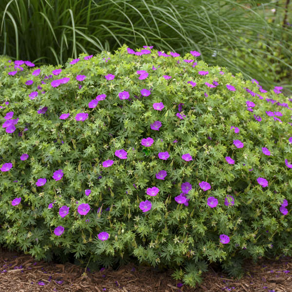 Geranium, New Hampshire Purple