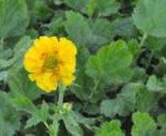 Geum, Lady Stratheden