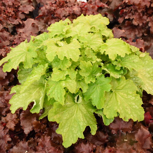 Heuchera (Coral Bells), Ball Gown