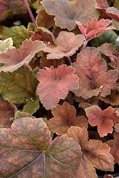 Heucherella (Foamy Bells), Pumpkin Spice