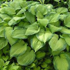 Hosta, Guacamole