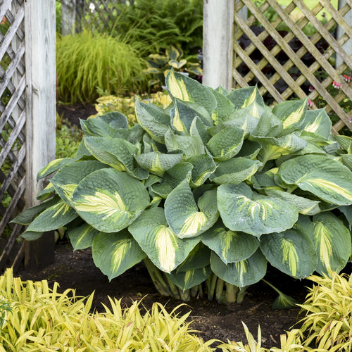 Hosta, Hudson Bay 