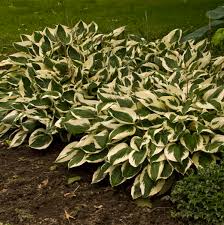 Hosta, Patriot