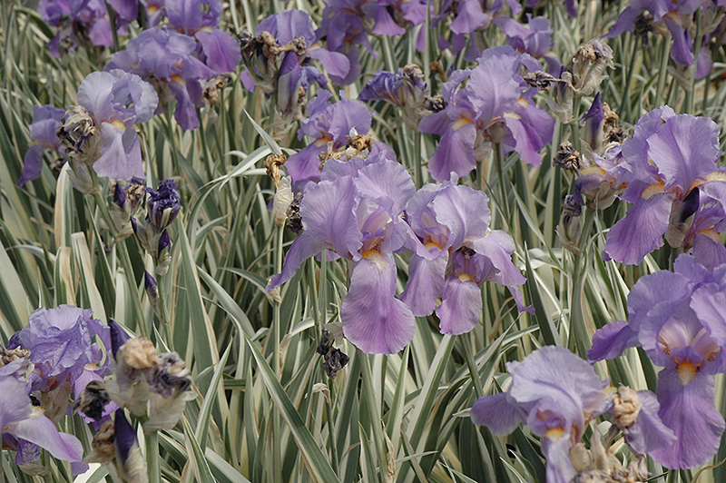 Iris, Variegata