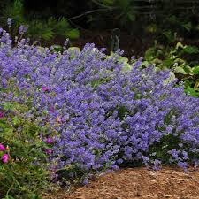 Lavendula (Lavender), Blue Cushion
