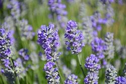 Lavendula (Lavender), Munstead