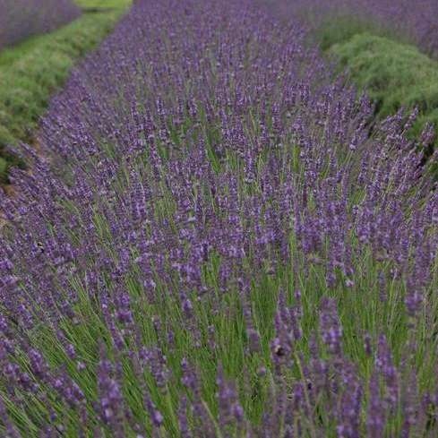 Lavendula (Lavender), Phenominal