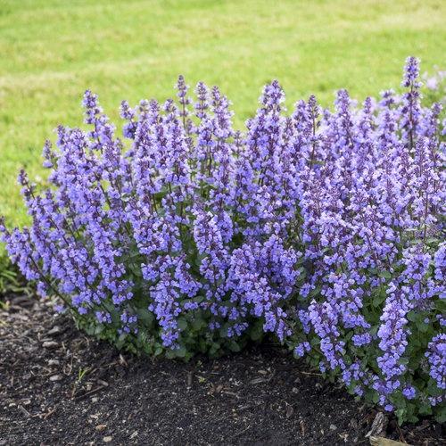 Nepeta (Catmint), Cat's Pajamas