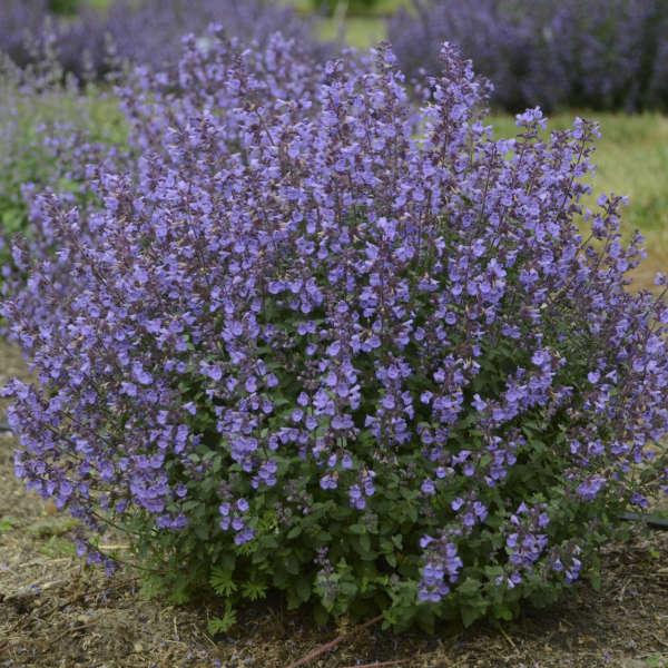 Nepeta (Catmint), Kitten Around