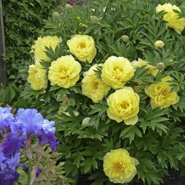 Paeonia (Peony), Itoh Bartzella