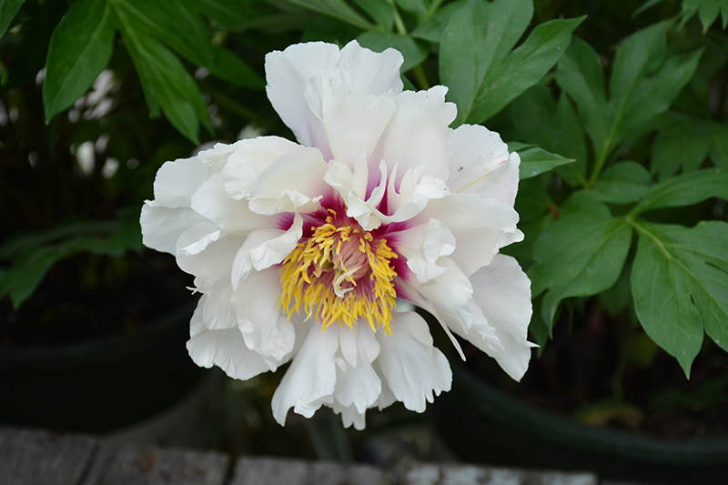 Paeonia (Peony), Itoh Cora Louise