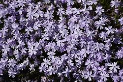 Phlox (Creeping), Emerald Blue