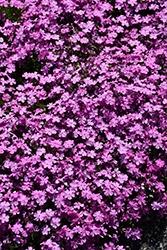 Phlox (Creeping), Emerald Pink