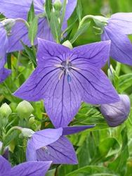 Platycodon (Balloon Flower), Sentimental Blue