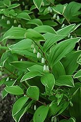 Polygonatum, Variegatum