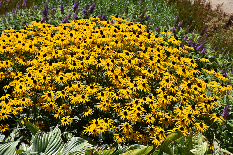 Rudbeckia, Goldblitz