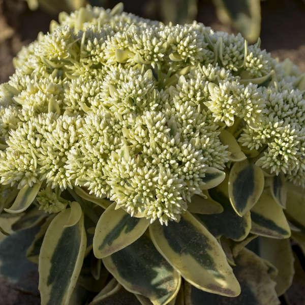 Sedum, Frosted Fire