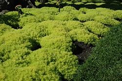 Sedum, Lemon Ball