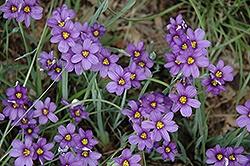 Sisyrinchium, Lucerne