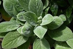 Stachys, Big Ears