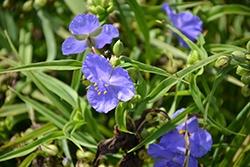 Tradescantia (Spiderwort), Amethyst Kiss