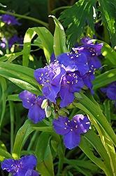 Tradescantia (Spiderwort), Sweet Kate