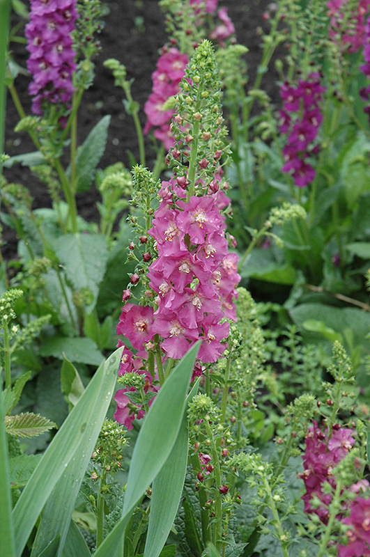 Verbascum, Rosetta