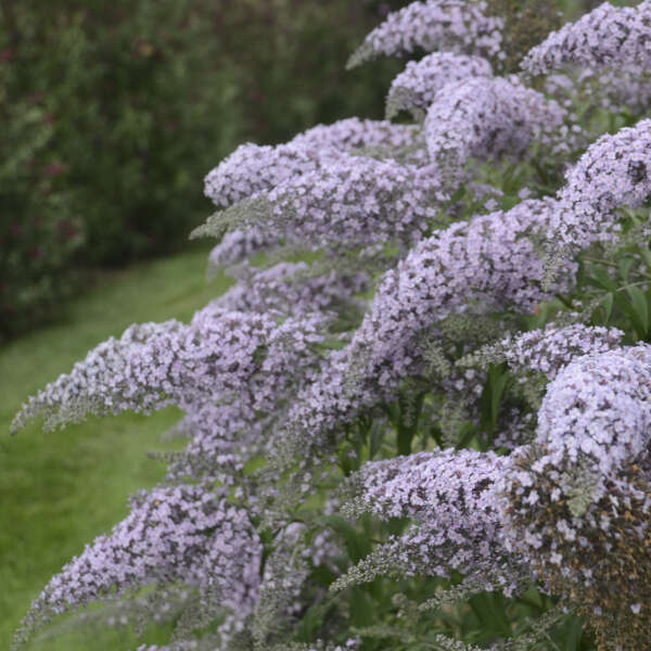 Buddleia, Grand Cascade