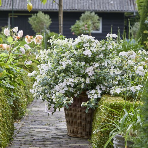 Hydrangea, Fairytrail Bride