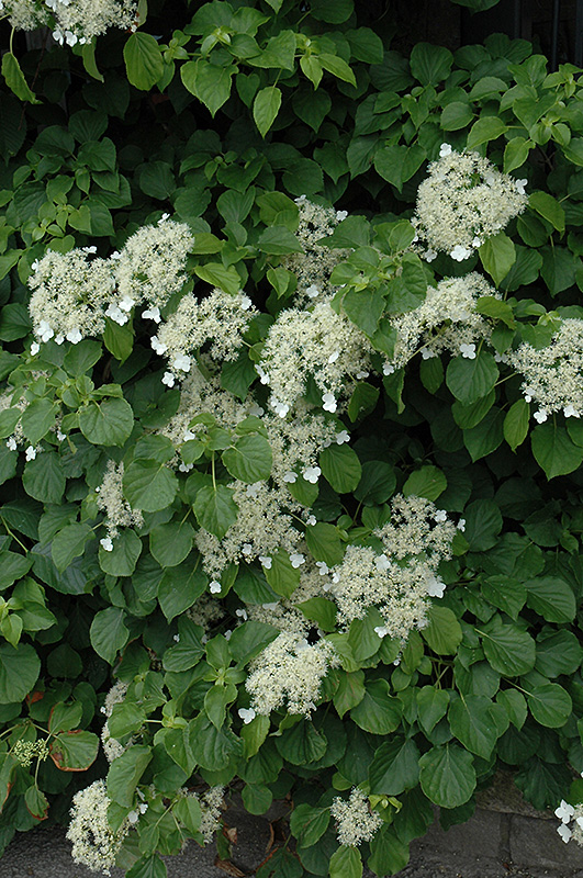 Hydrangea, Climbing